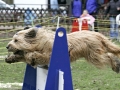 Quinni beim Flyball