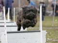 Nanée beim Flyball