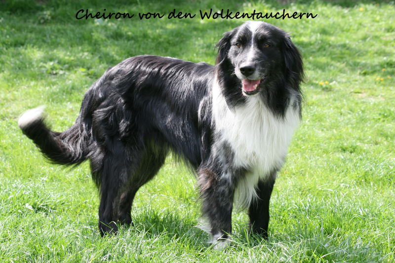 Cheiron-von-den-Wolkentauchern