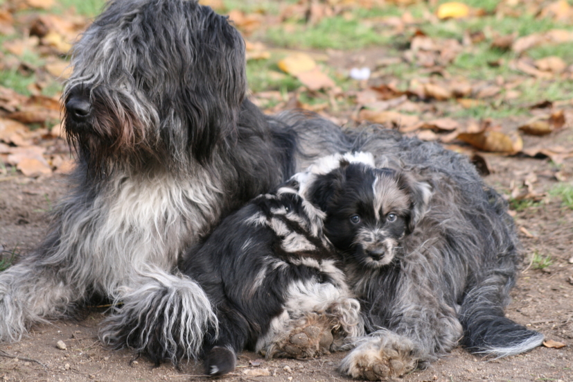 Wäller Hund Welpe