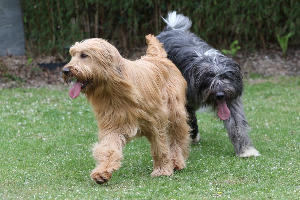 Diggle und Hetty